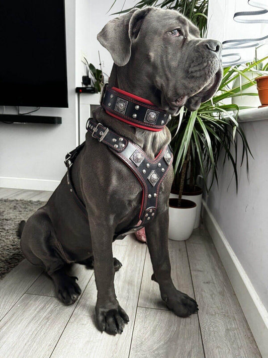 "EROS" BIG dog SET- Harness - collar - lead. Black & Red Size XXL - fitting a neck of 25.6 to 29.6 inch (65 - 75 cm)