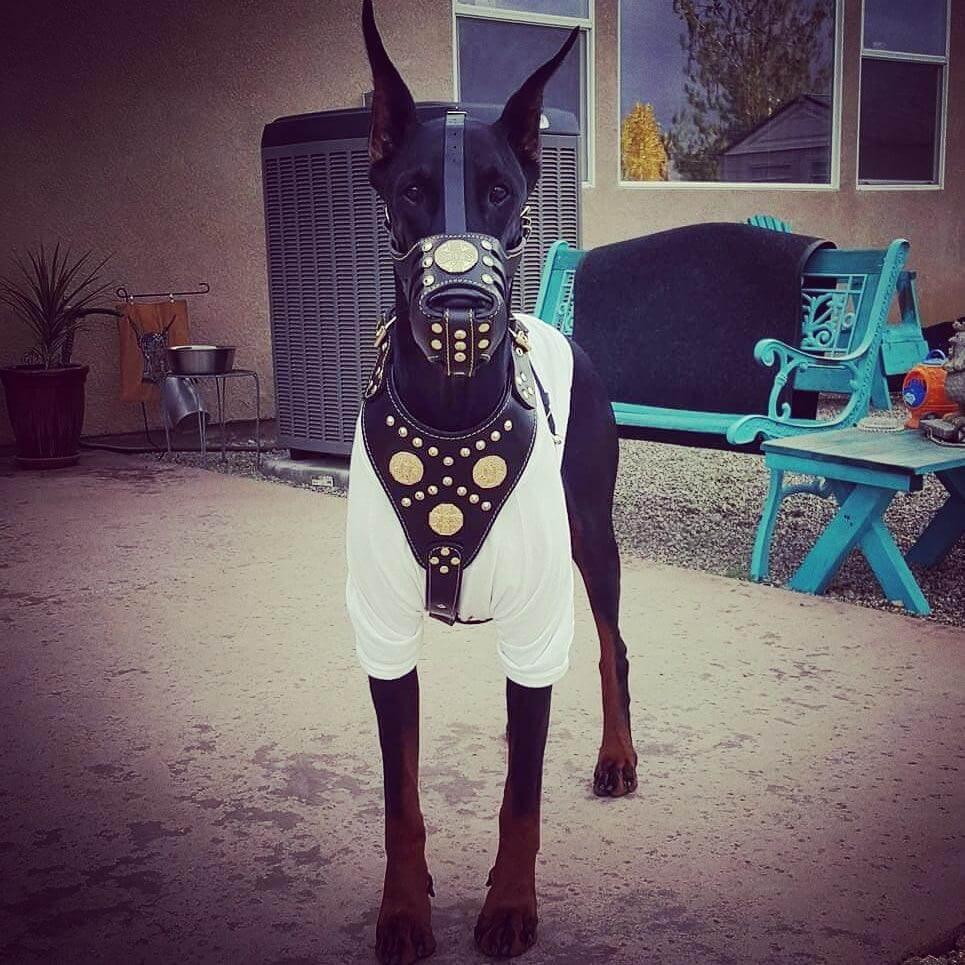 ''Maximus'' Basket Muzzle Black & Gold Size XXL - muzzle circumference up to 16 inch (40.6 cm)