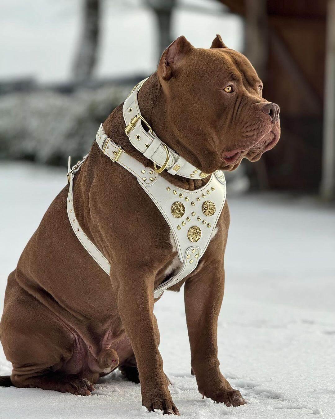 "Maximus White" BIG dog SET- Harness - collar - lead. Brass rivets Size XXL - fitting a neck of 25.6 to 29.6 inch (65 - 75 cm)