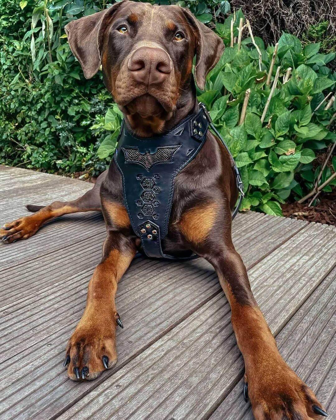 ''BATMAN'' HARNESS XXL / SET Harness&Leash