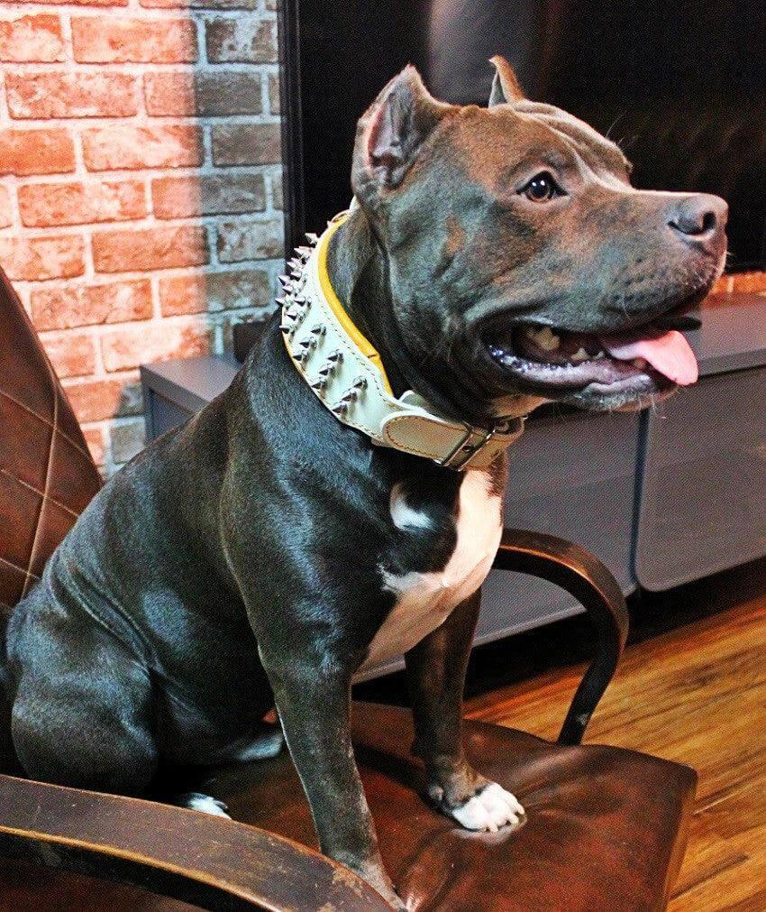 "Silver Giant" collar White XL - fitting a neck of 22.6 to 25.6 inch (57.5- 65 cm) / Collar Only