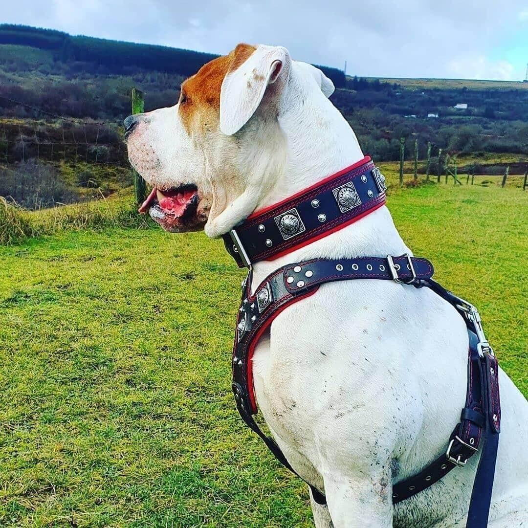 "EROS" BIG dog SET- Harness - collar - lead. Black & Red Size XXL - fitting a neck of 25.6 to 29.6 inch (65 - 75 cm)