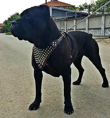 The "Gladiator" harness Black / XXL / SET Harness&Leash