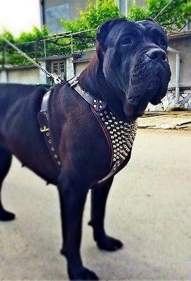 The "Gladiator" harness Black / XXL / SET Harness&Leash