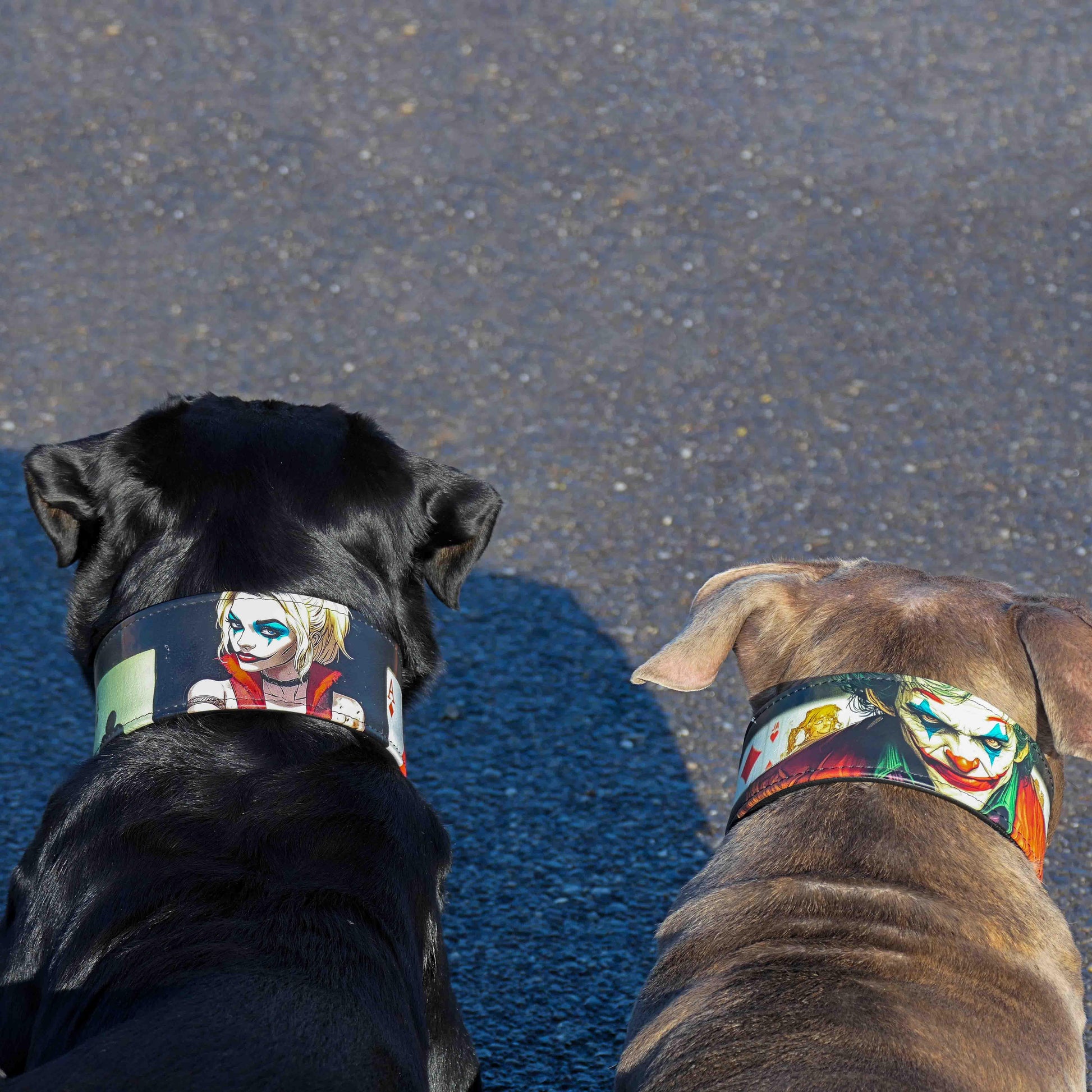 The Harley Limited Collar Size XXL - fitting a neck of 25.6 to 29.6 inch (65 cm - 75 cm) / SET Collar&Leash