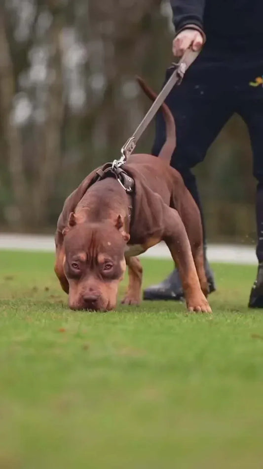 "Aztec" grey dog collar XXL- fits a neck of 25.6 to 29.5 inch (65 to 75 cm) / Collar & Leash