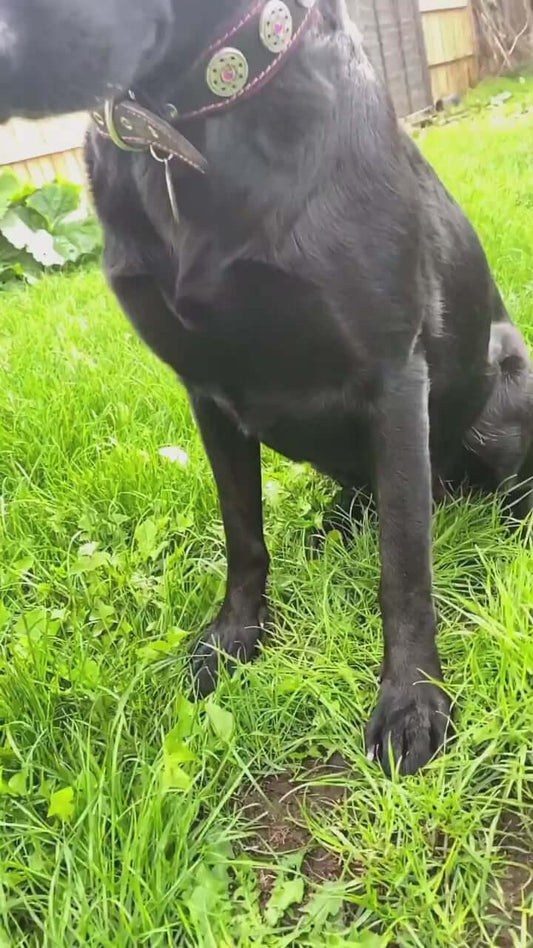 "Bijou" collar black & pink Size XL- neck size of 22.6- 25.6 inch (57.5- 65 cm) / SET Collar&Leash