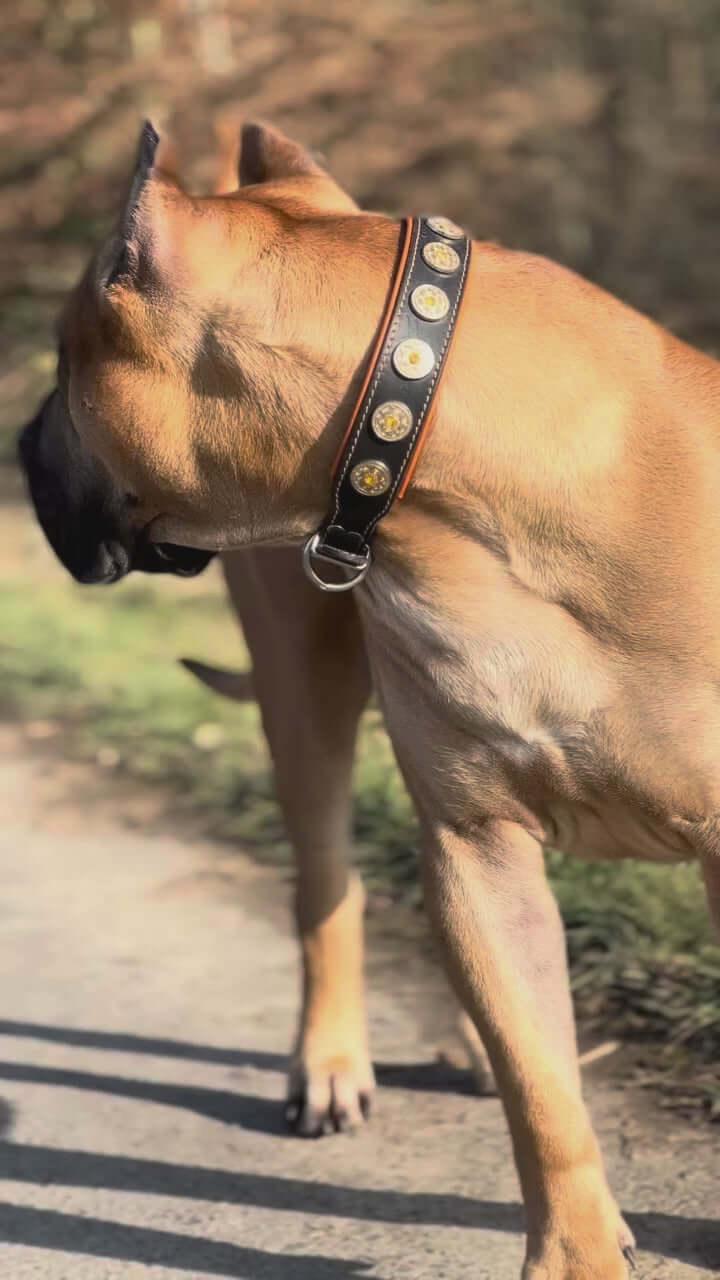 The "Bijou" collar orange Size XL- neck size of 22.6- 25.6 inch (57.5- 65 cm) / Set-Collar&Leash