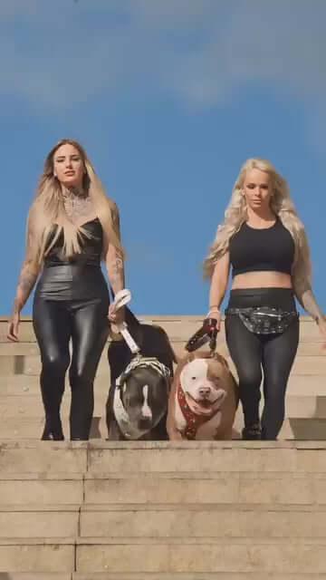 "Maximus White" BIG dog SET- Harness - collar - lead. Brass rivets Size XXL - fitting a neck of 25.6 to 29.6 inch (65 - 75 cm)