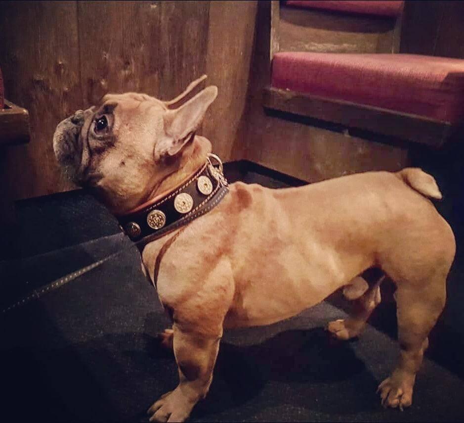 The "Bijou" collar orange Size XL- neck size of 22.6- 25.6 inch (57.5- 65 cm) / Set-Collar&Leash