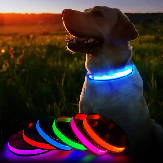 MASBRILL Dog Collar Luminous Pet Supplies Dog Collar Waterpoof Safety Collars Orange / United States / M 50X2.5cm
