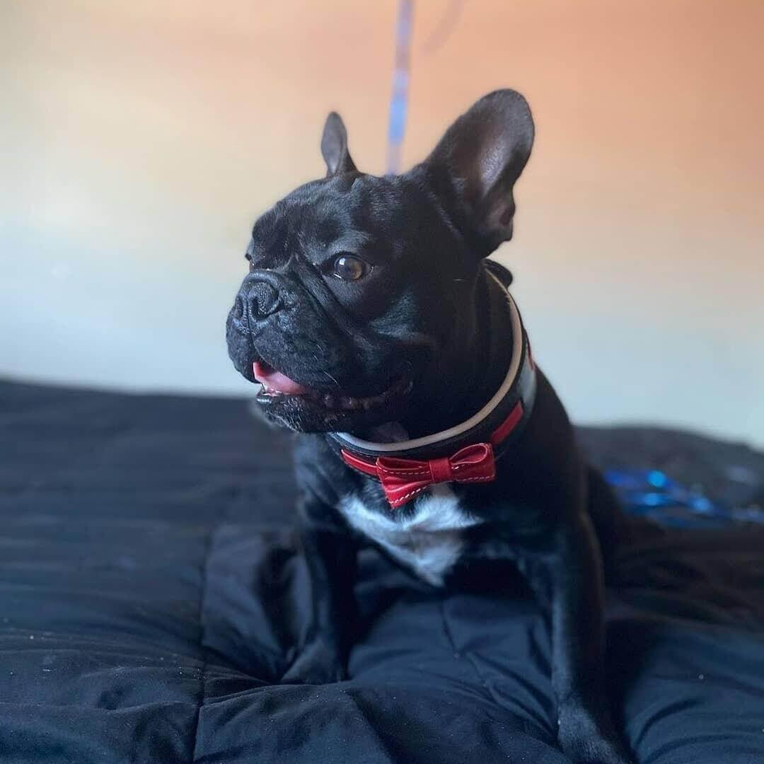 The "Bowtie" collar black Size XL- fits a neck of 22.6- 25.6 inch (57.5- 65 cm) / SET Collar&Leash