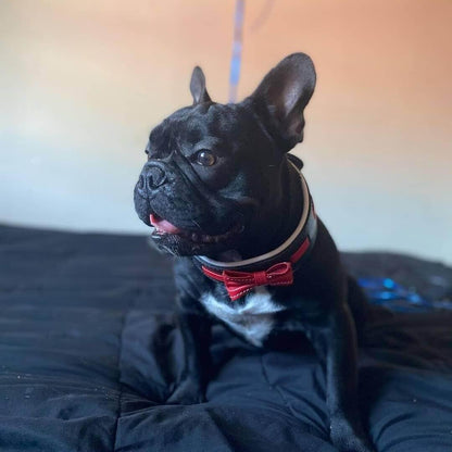 The "Bowtie" collar black Size XL- fits a neck of 22.6- 25.6 inch (57.5- 65 cm) / SET Collar&Leash