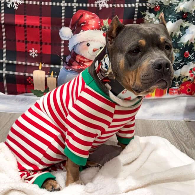 The Harley Limited Collar Size XXL - fitting a neck of 25.6 to 29.6 inch (65 cm - 75 cm) / SET Collar&Leash