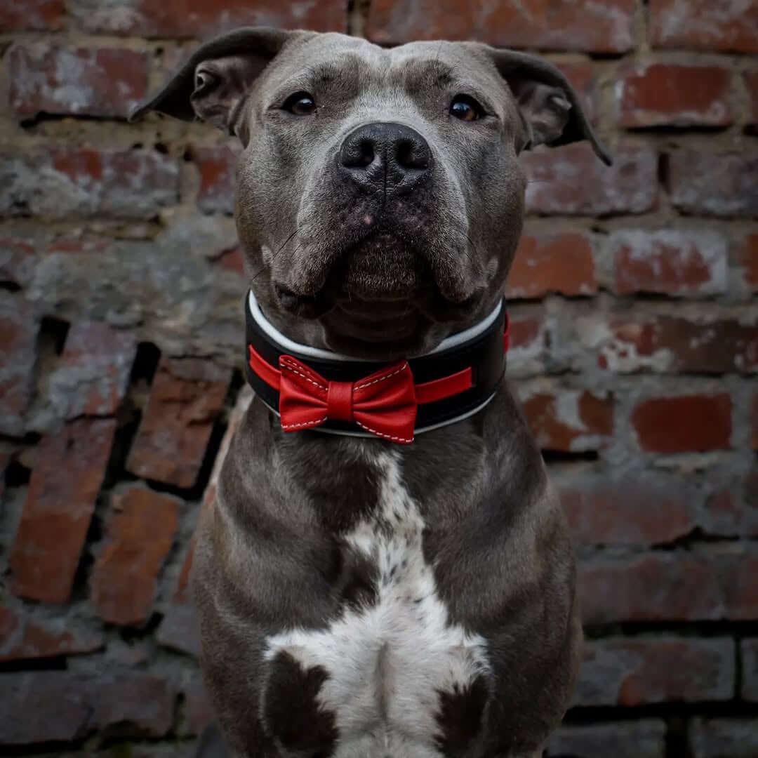 The "Bowtie" collar black Size XL- fits a neck of 22.6- 25.6 inch (57.5- 65 cm) / SET Collar&Leash