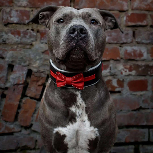The "Bowtie" collar black Size XL- fits a neck of 22.6- 25.6 inch (57.5- 65 cm) / SET Collar&Leash